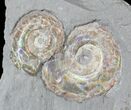 Brilliant Psiloceras Ammonites - England #23240-2